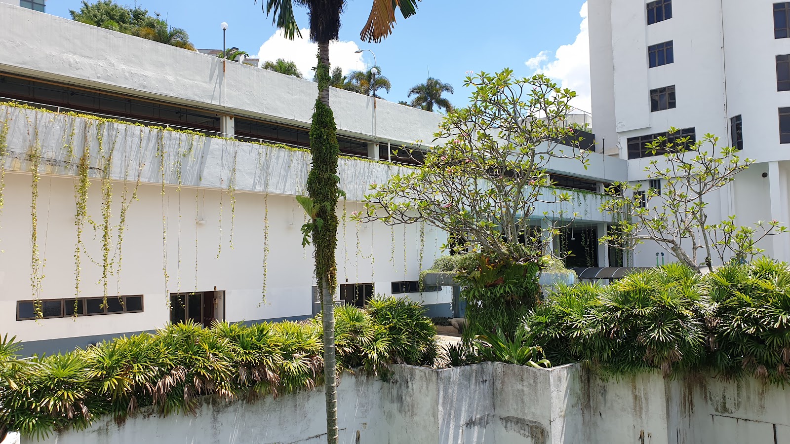 Casa Vista: Exterior view of a low-rise white building with hanging vine plants along the facade, surrounded by frangipani trees and greenery, with a taller white tower in the background